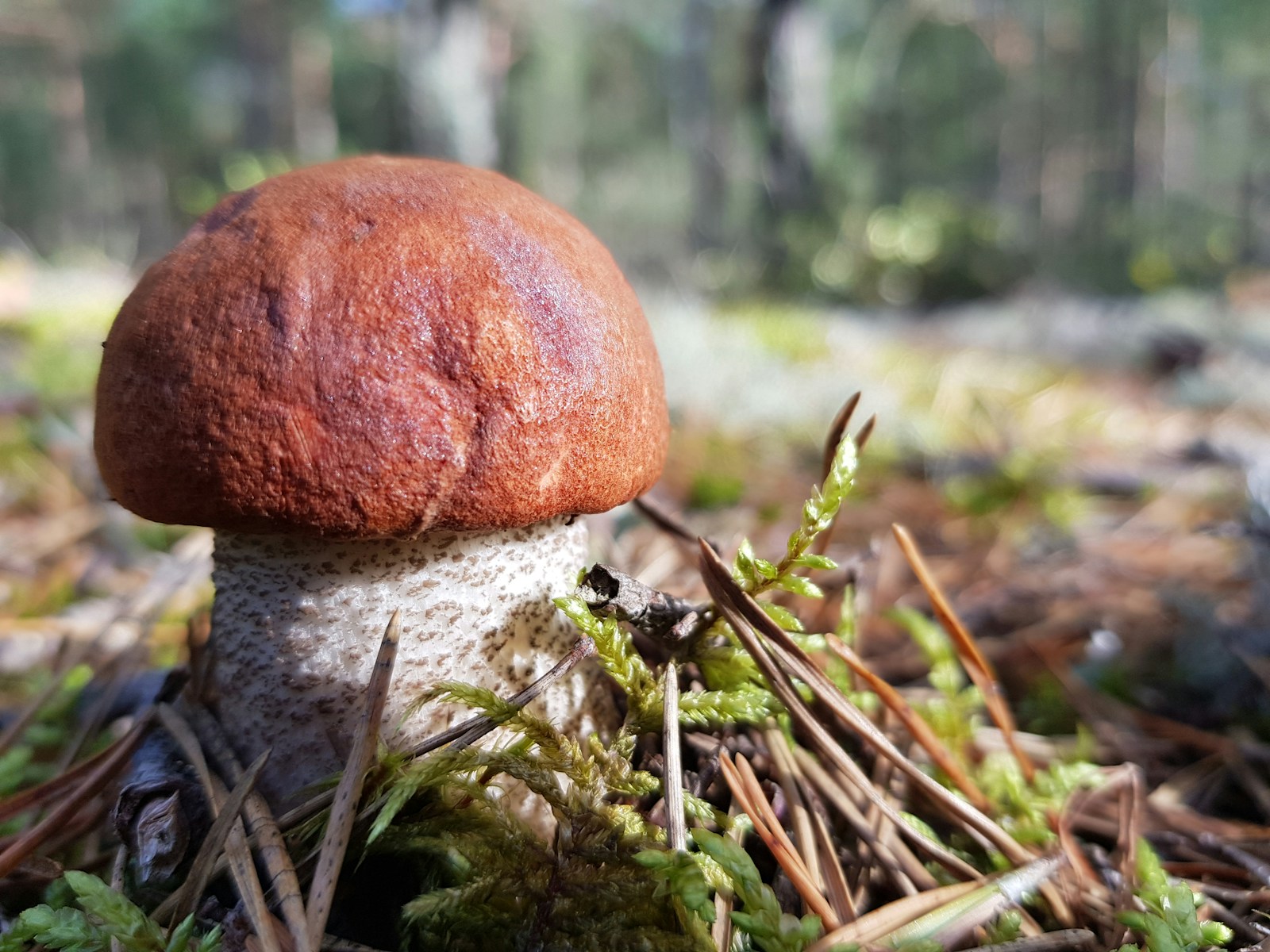 Photo by Ieva Berzina/unsplash