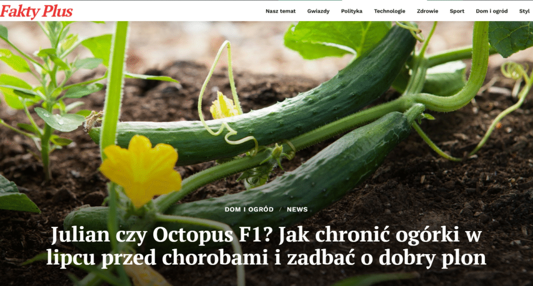 Ogórki w lipcu – Julian vs Octopus, choroby, odporność, pielęgnacja