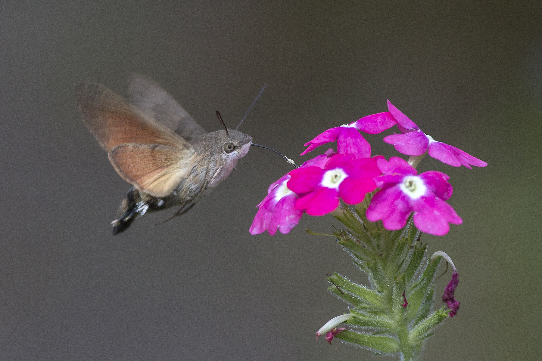 Fruczak gołąbek (Macroglossum stellatarum) nad kwiatami werbeny ,autorstwa Jerzy Strzelecki, CC BY-SA 3.0