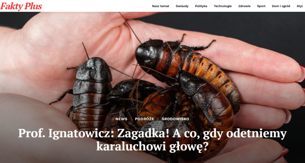 Karaczany w Polsce – groźne owady w domu