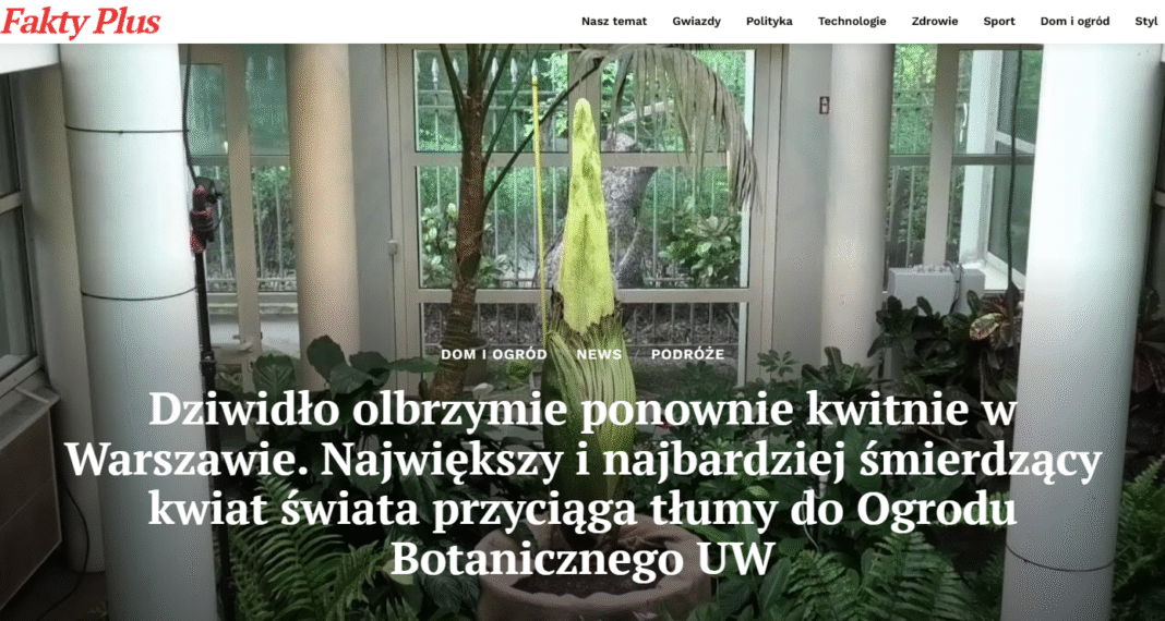 Dziwidło olbrzymie w Ogrodzie Botanicznym UW 2025