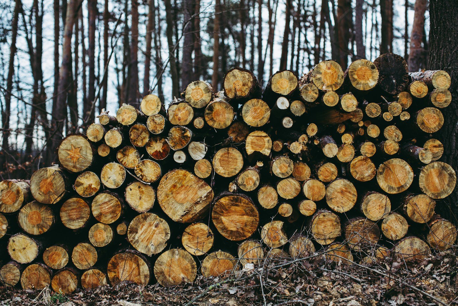 brown tree logs on forest during daytime